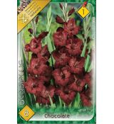 Gladiolus - Chocolate