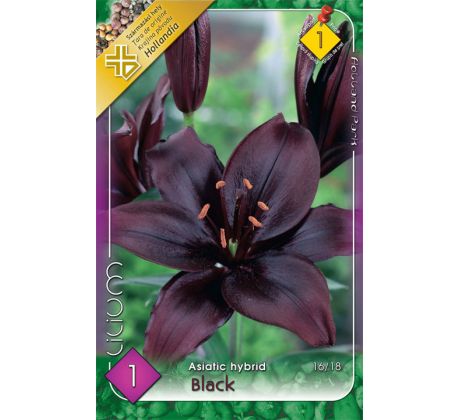 Lilium - Black