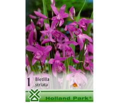 Bletilla Striata