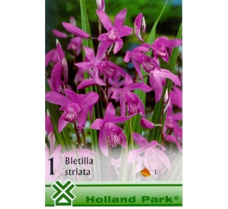 Bletilla Striata