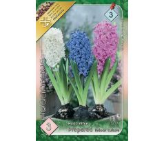 Hyacinthus prepared -Indoor Culture