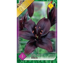 Lilium - asiatic black