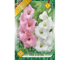 Gladiolus - Duo Pink & White