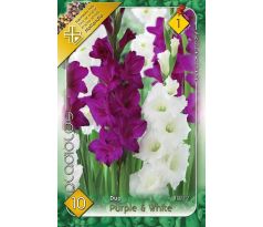 Gladiolus - Duo Purple & White