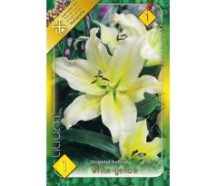 Lilium - oriental white-yellow