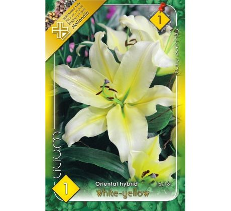 Lilium - oriental white-yellow