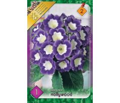 Gloxinia - Hollywood