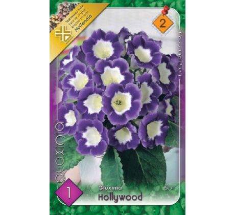 Gloxinia - Hollywood