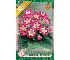 Gloxinia - Blanche de Meru