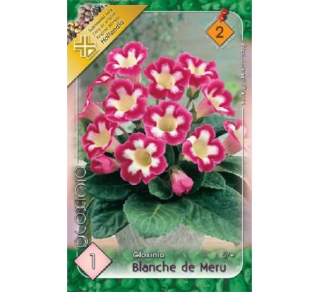 Gloxinia - Blanche de Meru