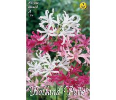 Nerine mixed