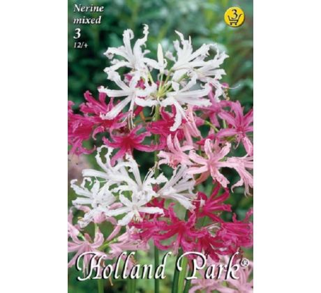 Nerine mixed