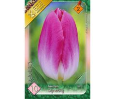 Tulipa Triumph - Dynasty
