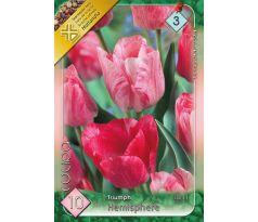 Tulipa Triumph - Hemisphere