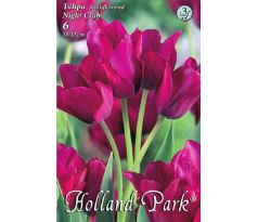 Tulipa Multiflowered - Night Club