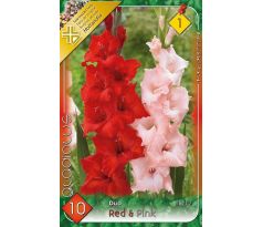 Gladiolus - Duo Red & Pink