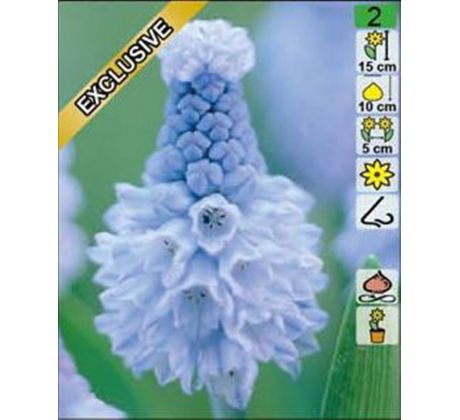 Muscari - Azureum