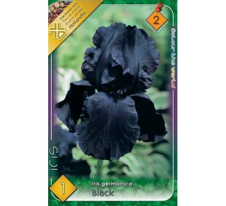 Iris germanica Black