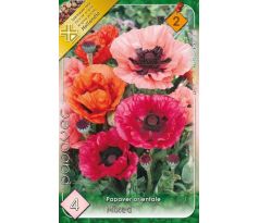 Papaver orientale mixed