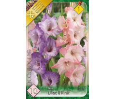 Gladiolus - Duo Lilac & Pink