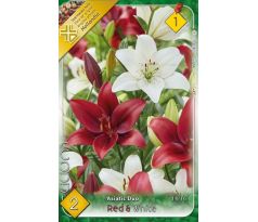 Lilium - Duo asiatic Duo Red & White