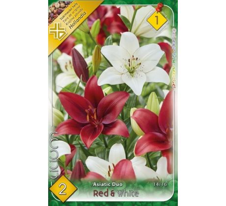 Lilium - Duo asiatic Duo Red & White