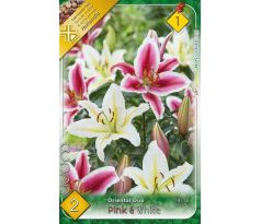 Lilium - Duo oriental Pink & White