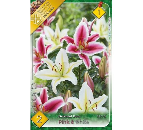 Lilium - Duo oriental Pink & White