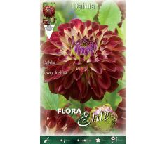 Dahlia - Jowey Joshua