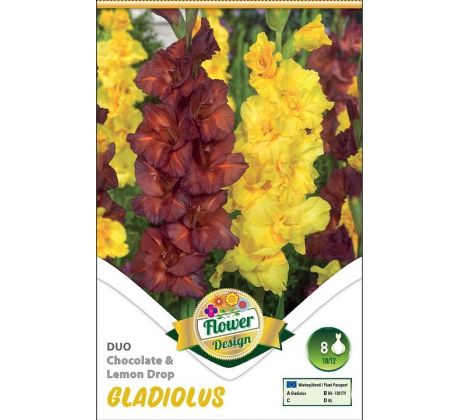 Gladiolus - Duo Chocolate & Lemon Drops