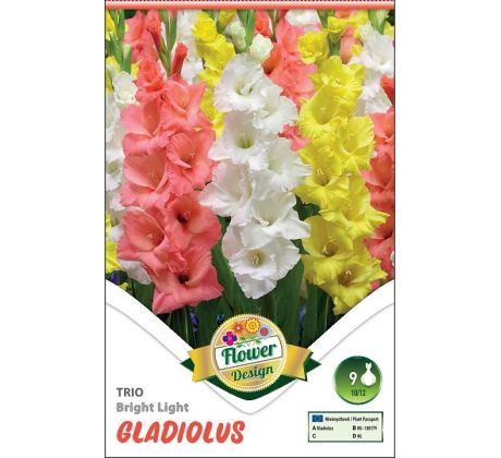 Gladiolus - Trio Bright Light