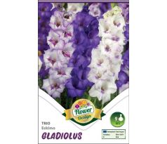 Gladiolus - Trio Eskimo