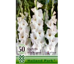 Gladiolus - large flowered White/50ks