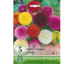 Dahlia - Pompon mixed/5ks