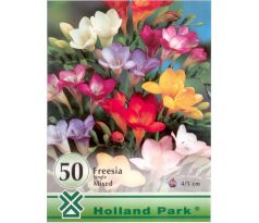 Freesia - single mixed/50 ks