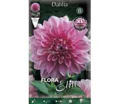 Dahlia - Lavender Perfection