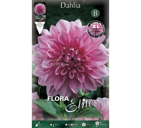 Dahlia - Lavender Perfection