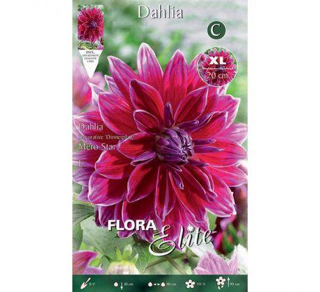 Dahlia - Mero Star