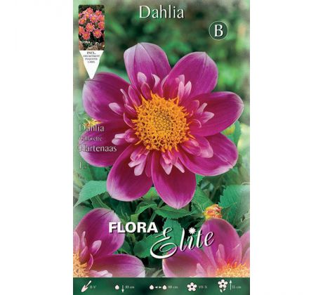 Dahlia - Hartenaas