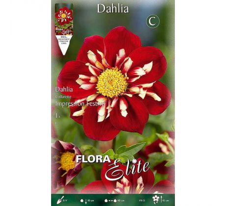 Dahlia - Impression Festivo