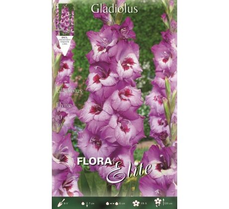 Gladiolus - Elvive