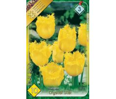 Tulipa Fringed - Crystal Star