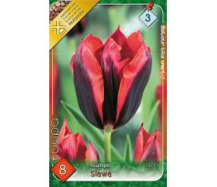 Tulipa - Slawa