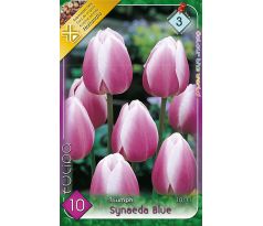 Tulipa Triumph -  Synaeda Blue