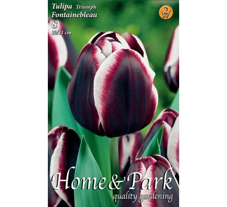 Tulipa Triumph - Jackpot