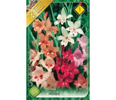 Gladiolus nanus - mixed