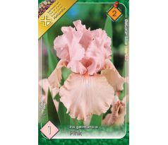 Iris germanica Pink