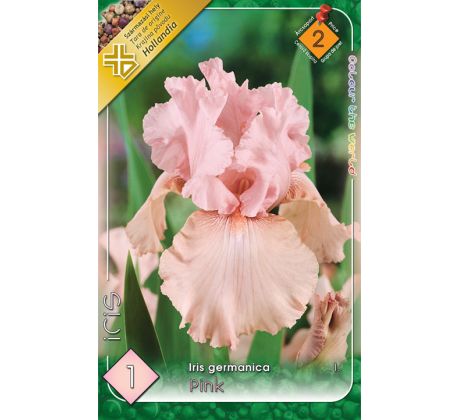 Iris germanica Pink