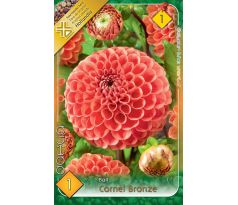 Dahlia - Cornel Bronze