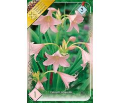 Crinum powellii